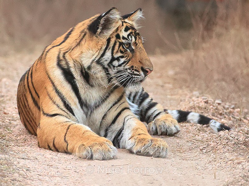 Tiger cub looking to side, Bandhavgarh National Park, India - Tiger