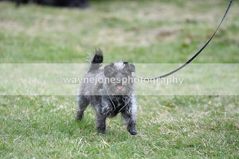 WJ5_9100 - Class 1 Best Cross Breed / Heniz 57