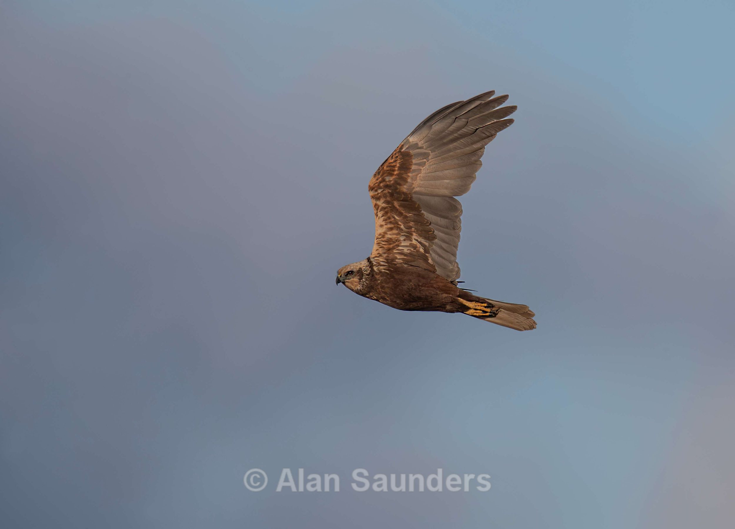 Marsh Harrier 3