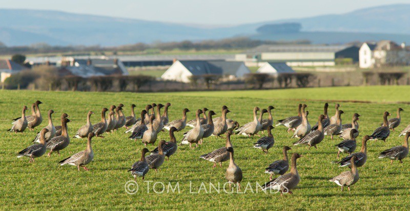 Pink-footed Geese - Swans and Geese