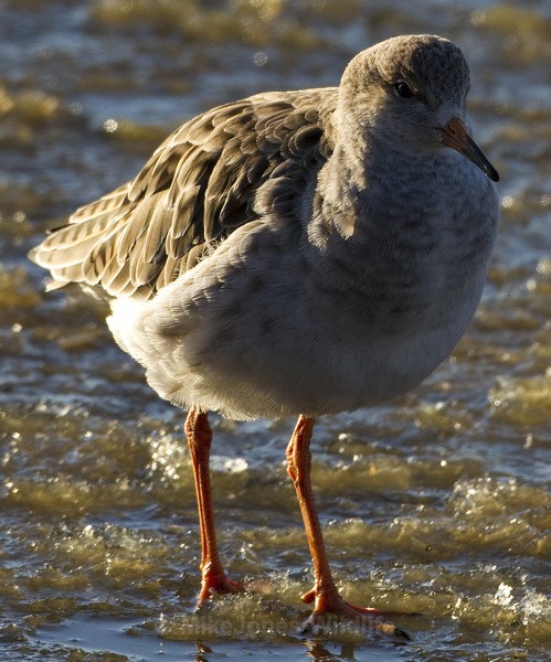 RUFF WINTER 2010 - THE RUFF (Wading Bird)