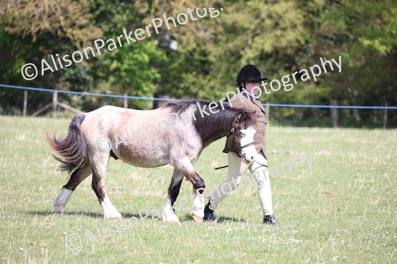 20250427-3034 - Class 27 - Coloured Horse and Pony