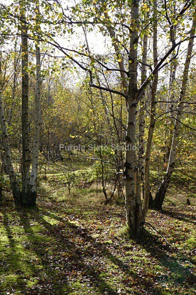 Spring Trees - Landscapes & Seascapes