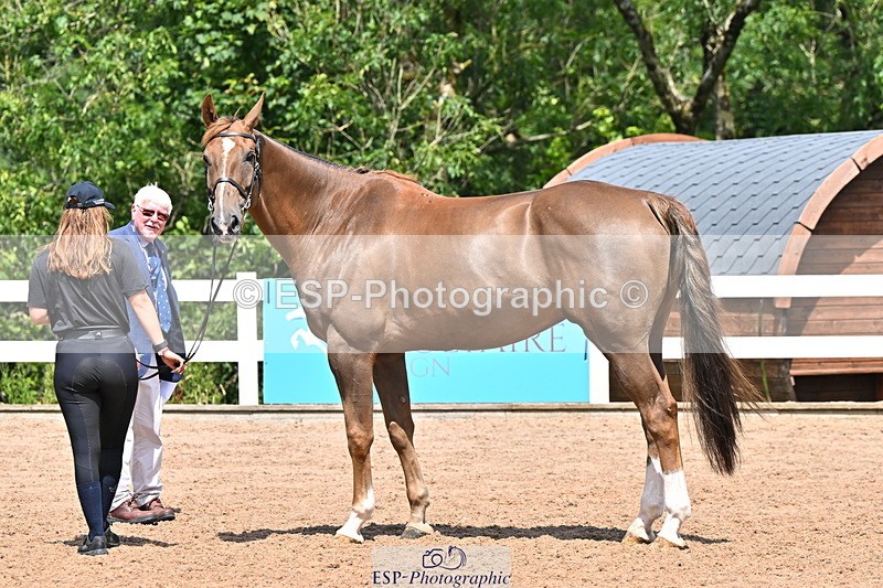 240718A-105311-01669 - Trot Up 1pm to 2pm