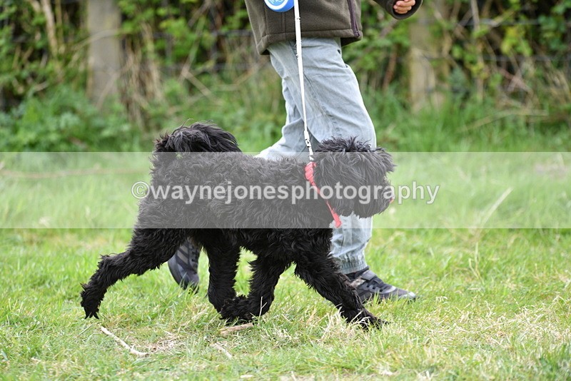 WJ5_9155 - Class 1 Best Cross Breed / Heniz 57