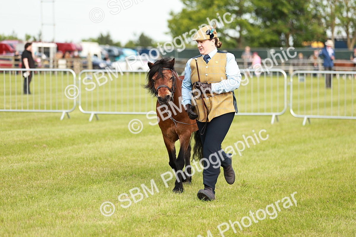 SBM_00533 - Class 14-23 - Mountain & Moorland In Hand Non Welsh