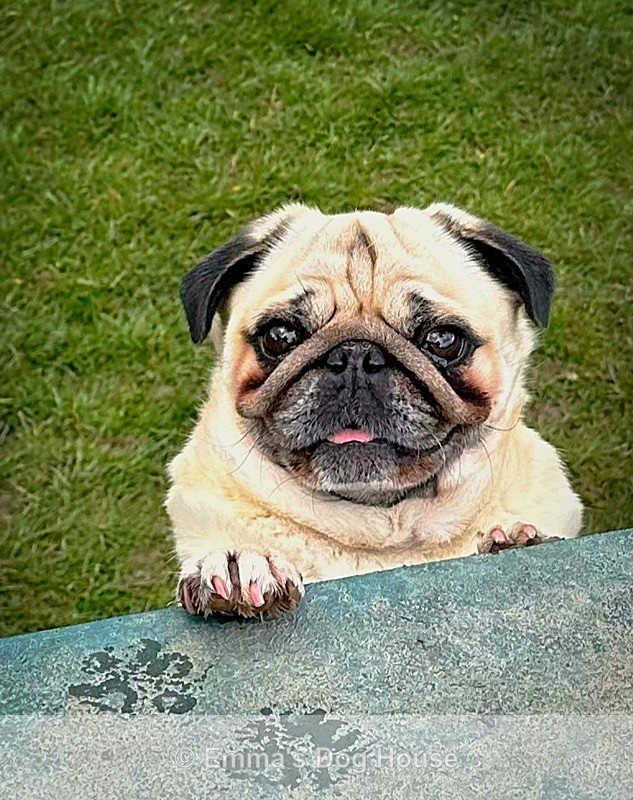  - Pawtraits