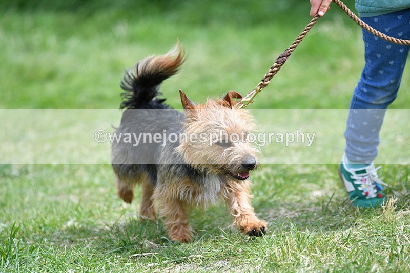 WJ5_0461 - Class 7 Best Terrier