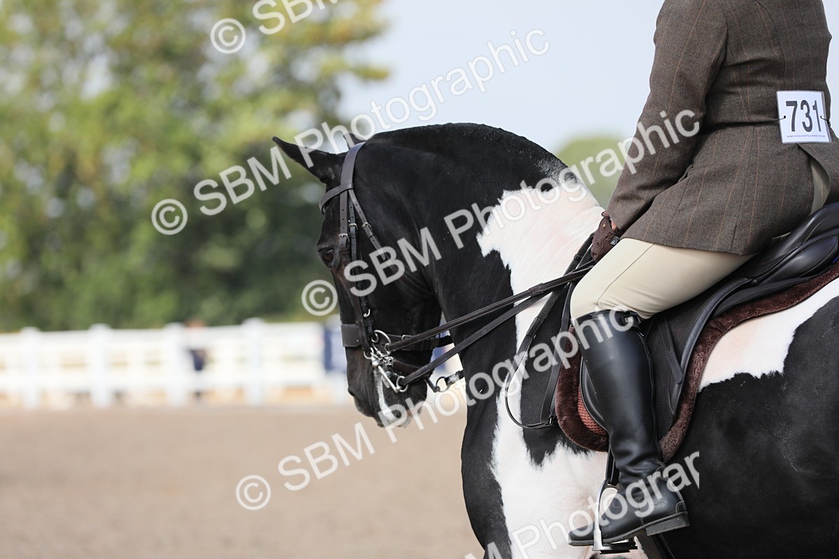 SBM_13486 - Class 308 Ridden Coloured Horse