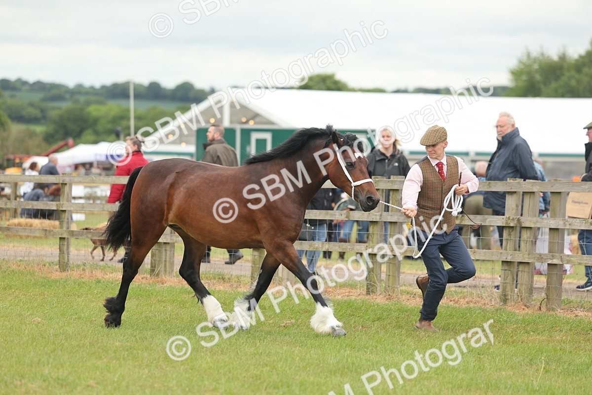 SBM_04845 - Class 50-57 - M&M Welsh Pony In Hand