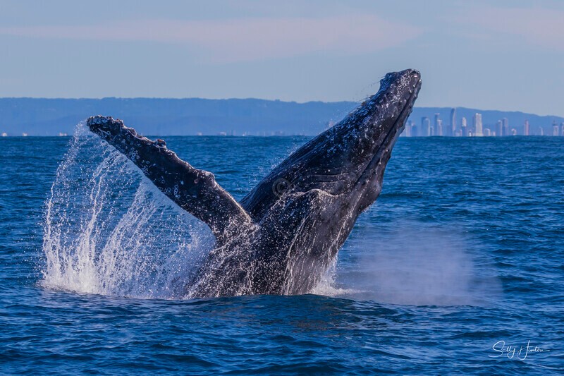0A3A3322 - 2024 Whale Photos