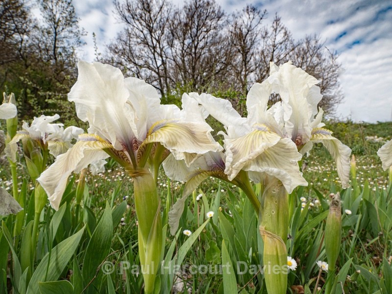 Twin-flowered Iris (Iris bicapitata) usually blue-violet but also in yellow, white and lilac - Gargano - Flowers in the Landscape