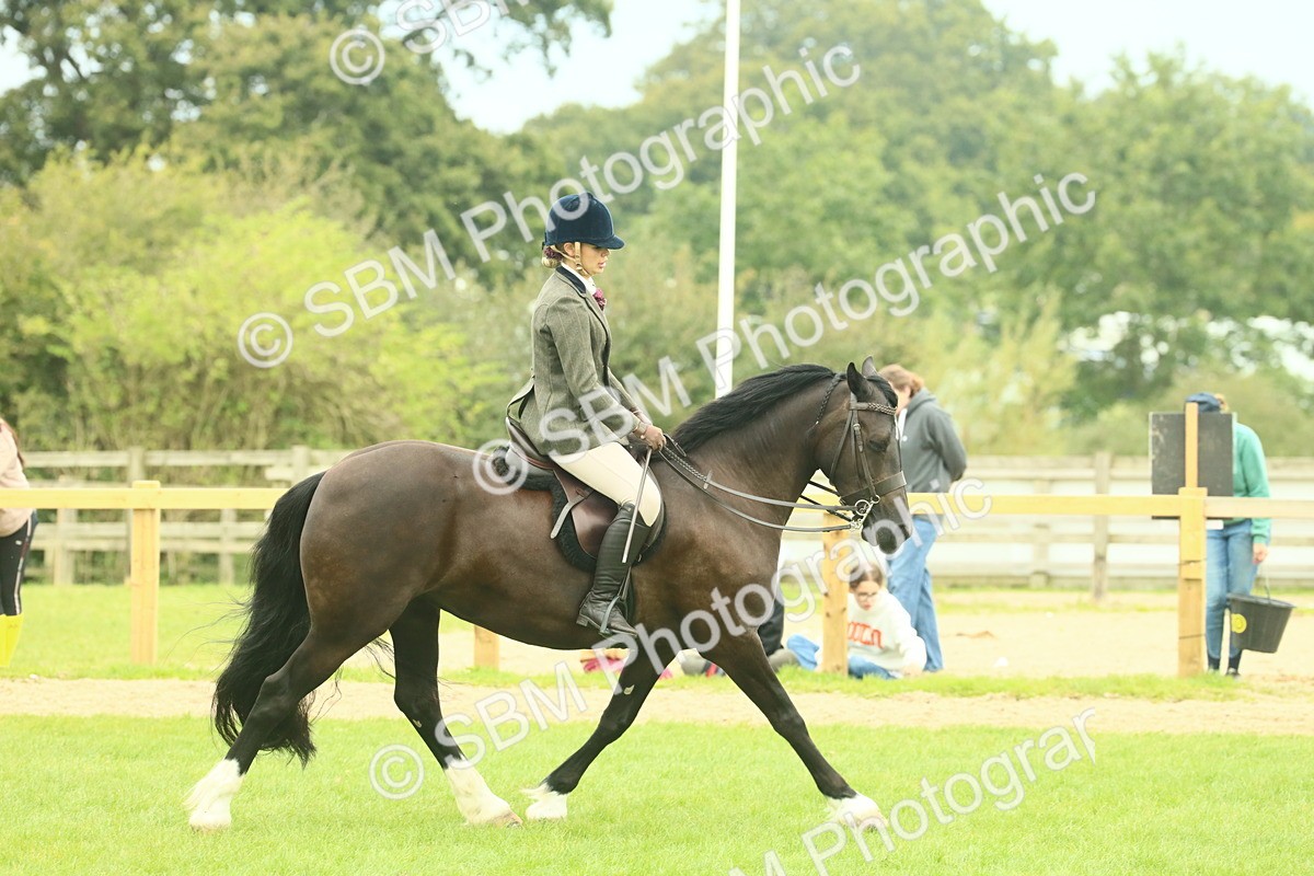 SBM_72164 - S60 - Mountain & Moorland Ridden Large Breeds