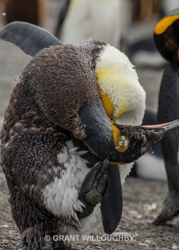 Highland fling - Antartica