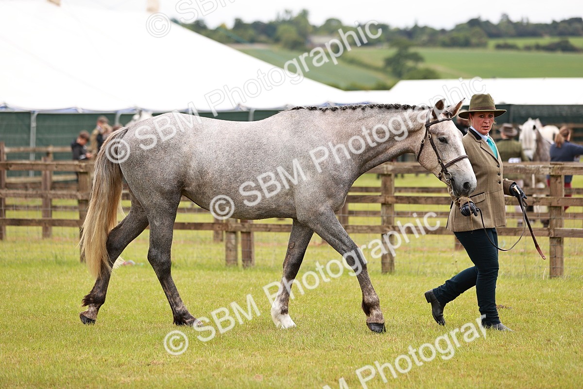 SBM_00816 - Class 26-30 Sport Horse In Hand