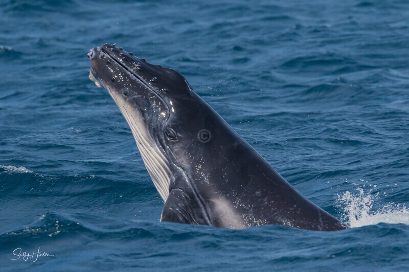 Humpback Calf head-lunge 10. 0A3A9875 - 2025 Whales