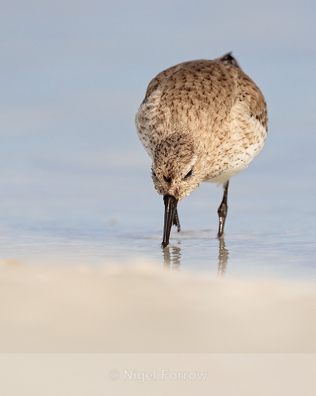 Dunlin, Fort De Soto Park, Florida - Dunlin