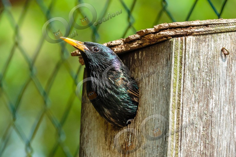 Starling Sturnus vulgaris-7964 - UK birds