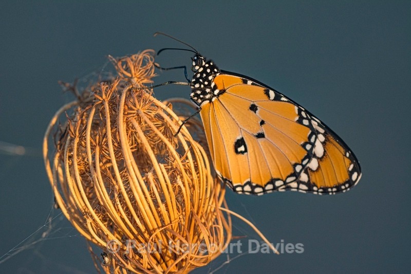 Plain tiger (Danaus chrysippus) - Insects, Spiders and other Animals