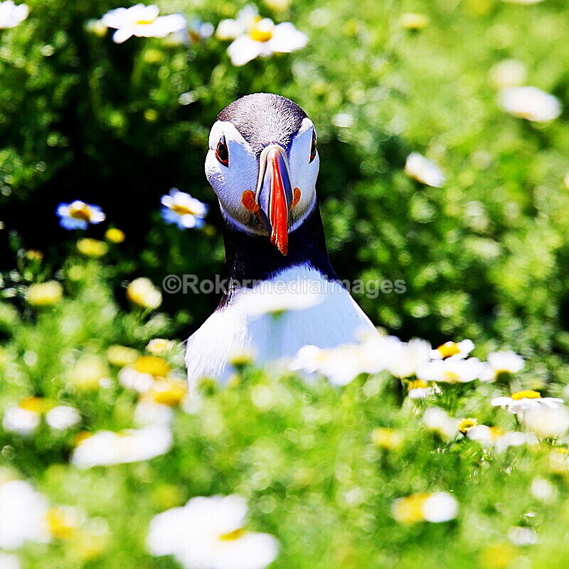 _56A7019 - Skomer 2019
