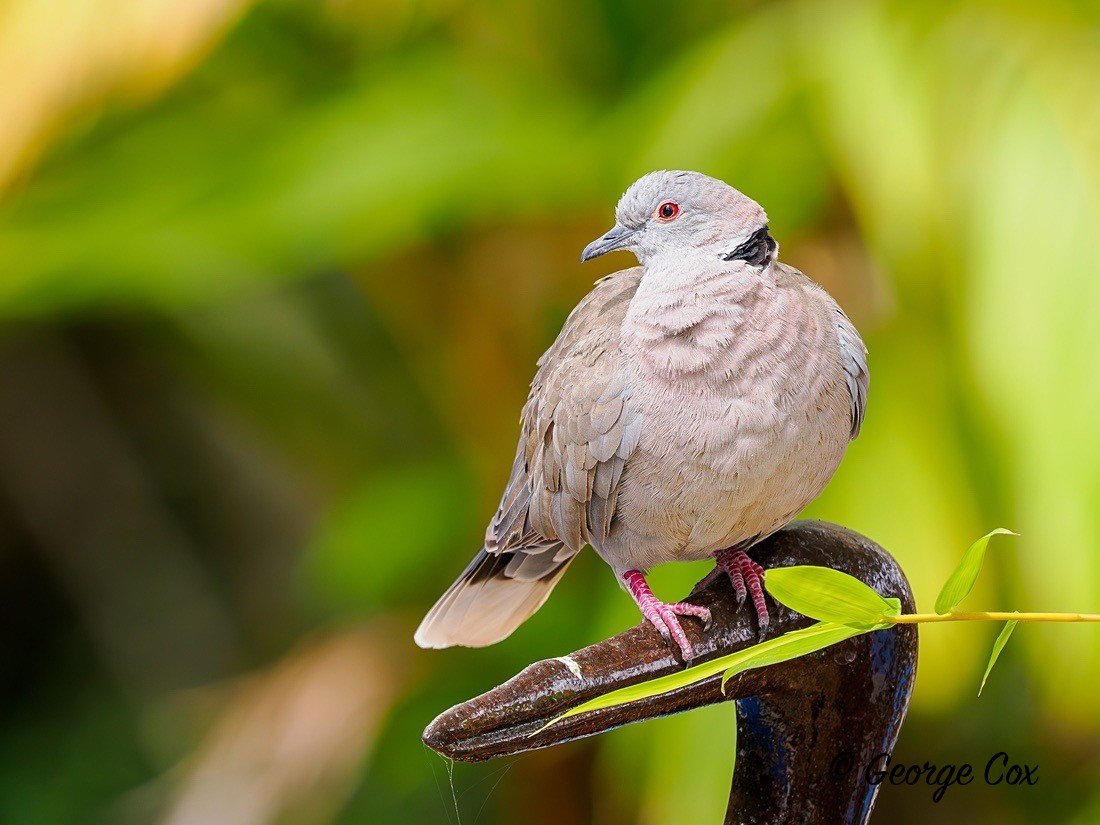 Mourning Collared Dove - Gambia 2025