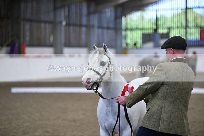 WJ5_5525 - Class 4 In hand M&M - small breeds