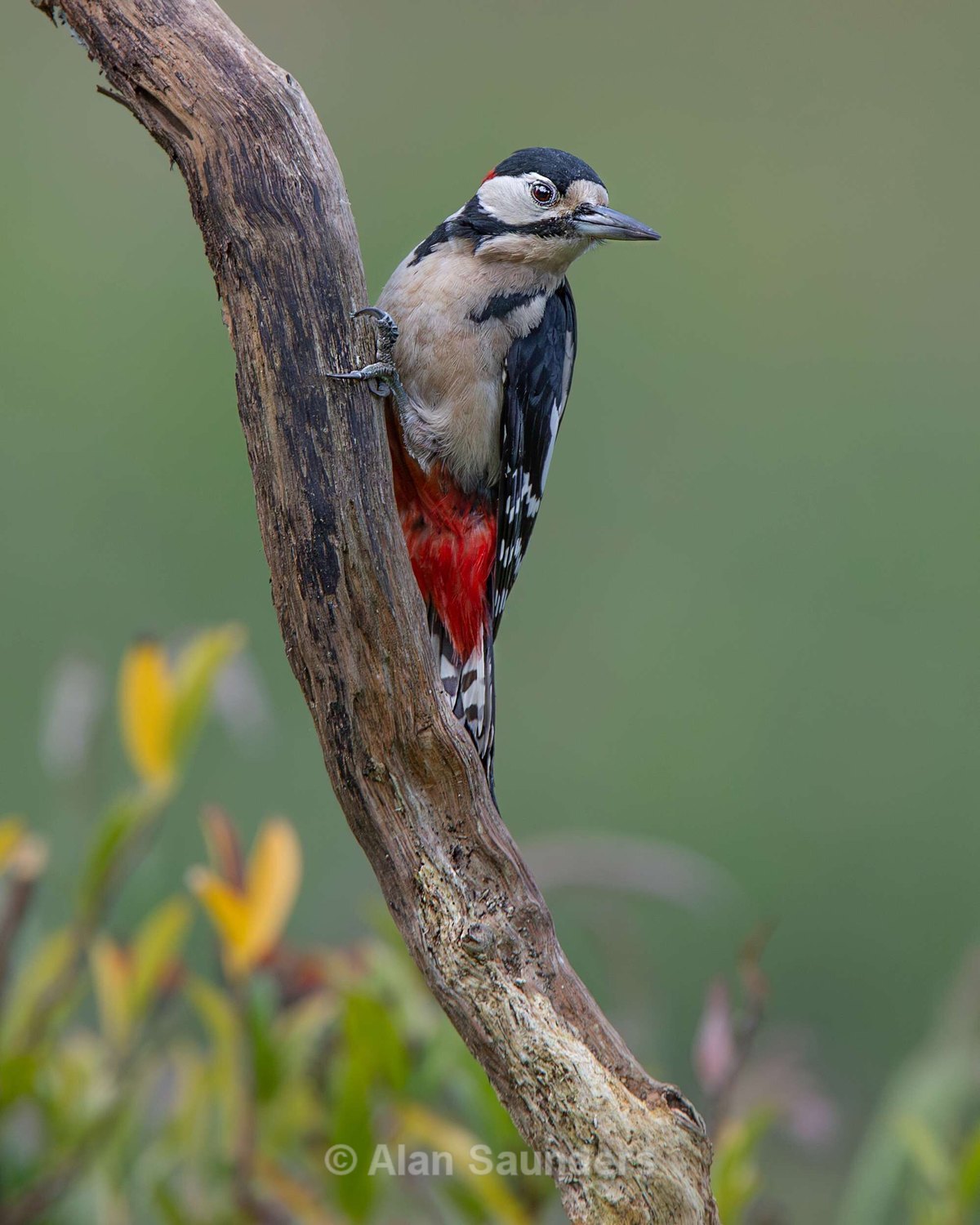 Great Spotted Woodpecker 4