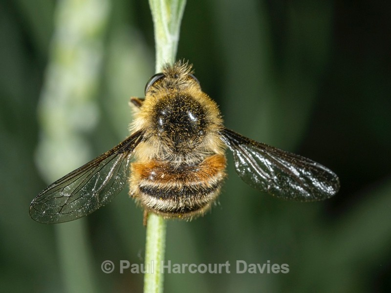 Hoverfly (Falennia fasciata) - Ten Metres from Home 2021