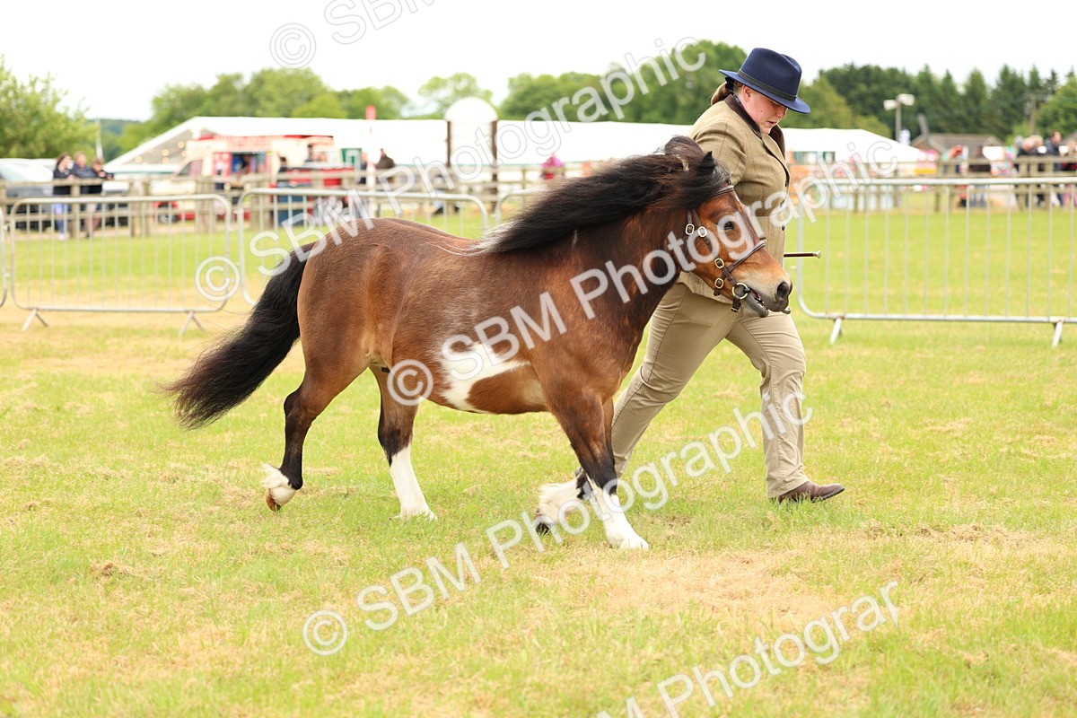 SBM_04386 - Class 64-67 - Shetland Pony In Hand