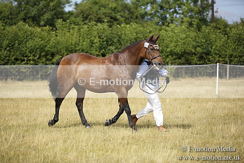 _C7A9342 - BVRC Sow 2018 Ring 2