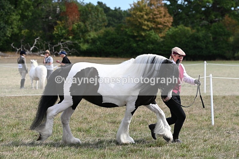 WJ6_6586 - Class 20 In-hand Cob