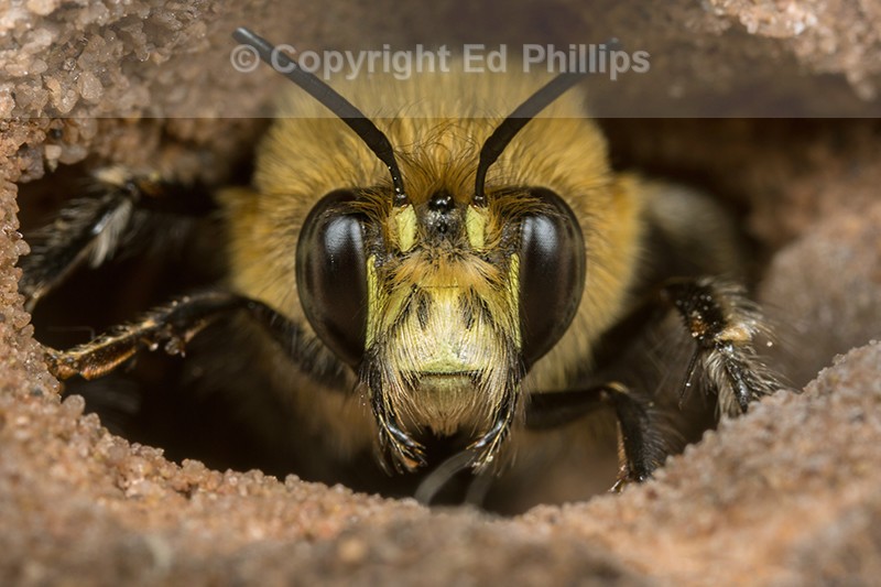 Anthophora  plumipes (m)
