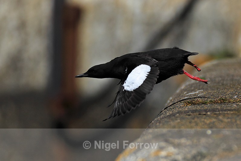 Black Guillemot (breeding plumage) takes off at Ardrossan Marina - Black Guillemot
