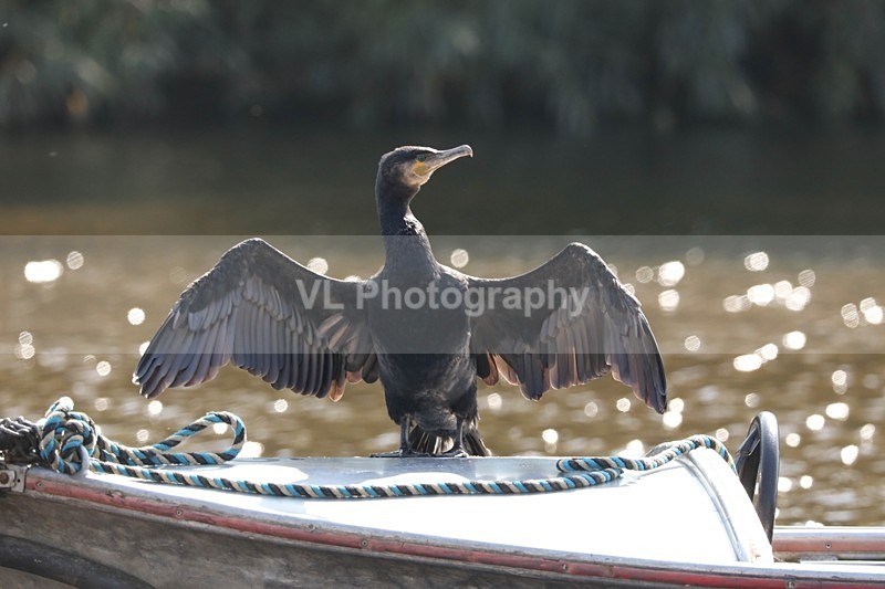 Cormorant 19 - Animals, Birds etc