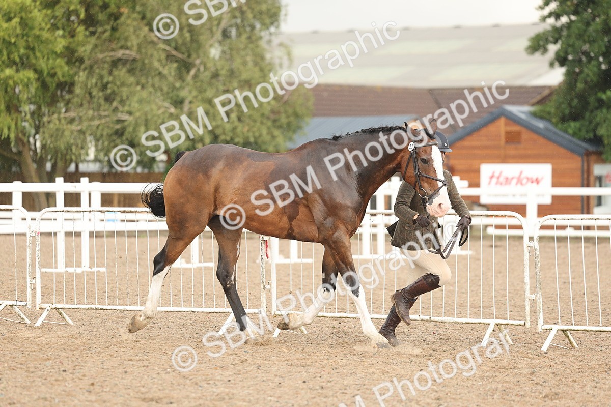 SBM_07759 - Class 27 - IH Competition Horse/Pony