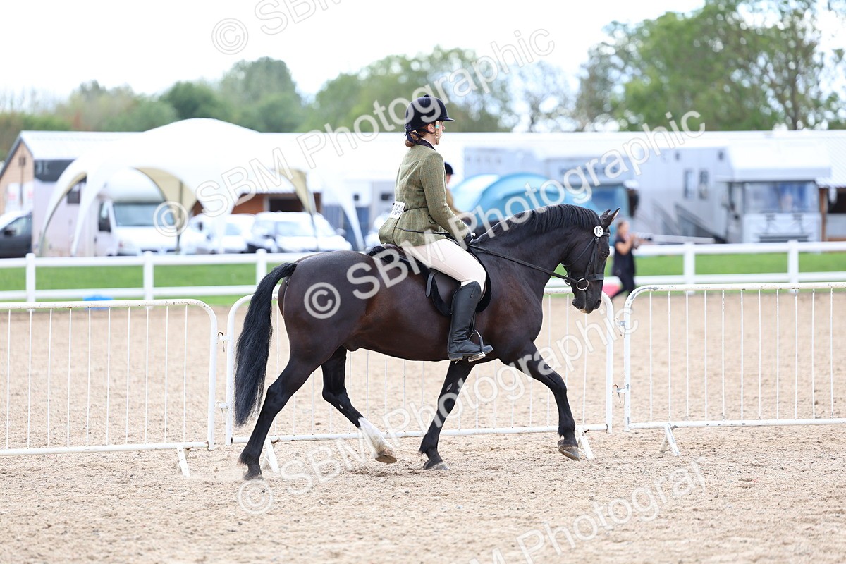 SBM_15755 - Class 314 - Family Horse - Pony