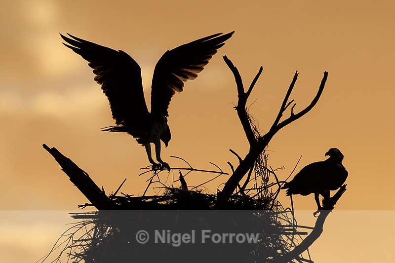 Ospreys nest building at sunrise, Fort De Soto Park, Florida - Osprey