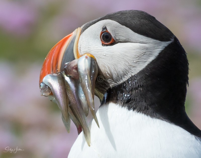 Puffen with Fish 9 - Puffins