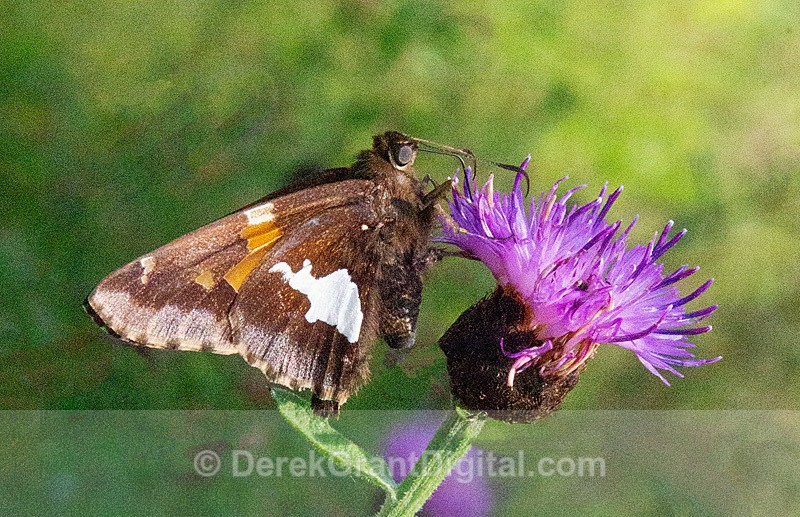 silver-spotted skipper, Epargyreus clarus - Butterflies & Moths of Atlantic Canada