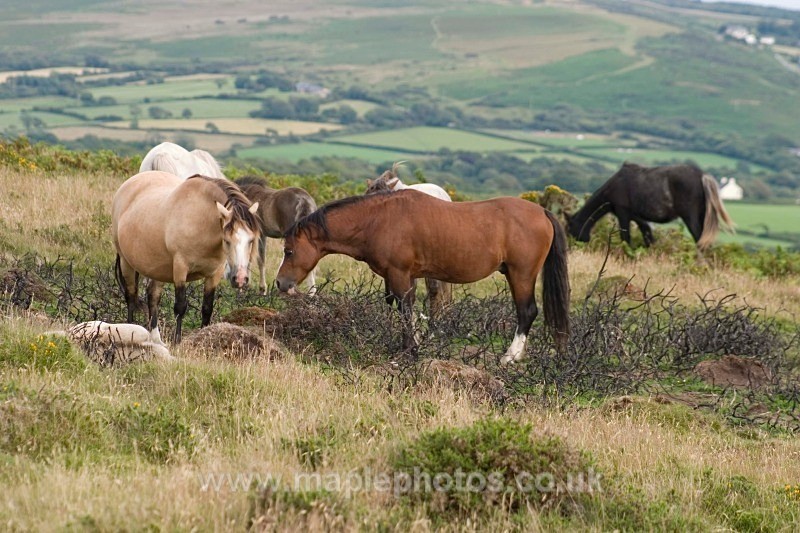 Welsh Mountain Ponies