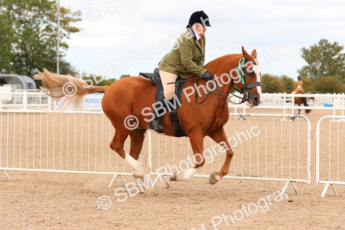 SBM_15628 - Class 214 - Ridden Show Cob