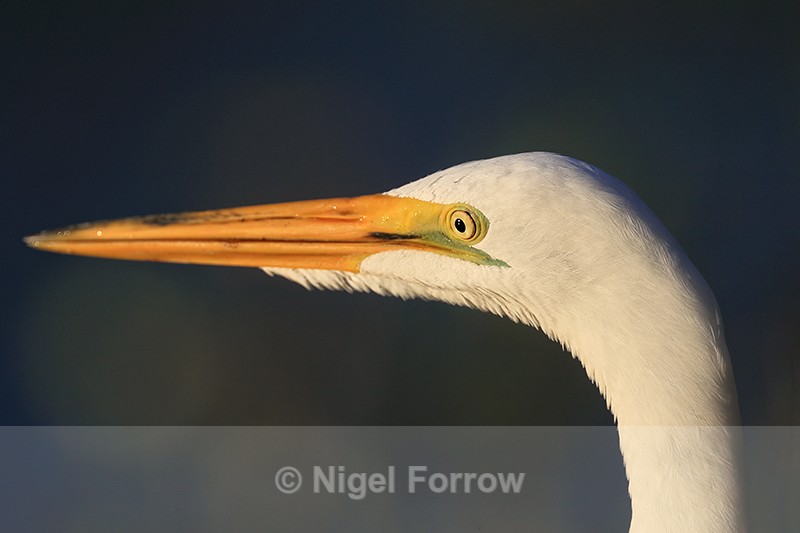 Great Egret eye in focus, Venice Rookery, Florida - Great Egret