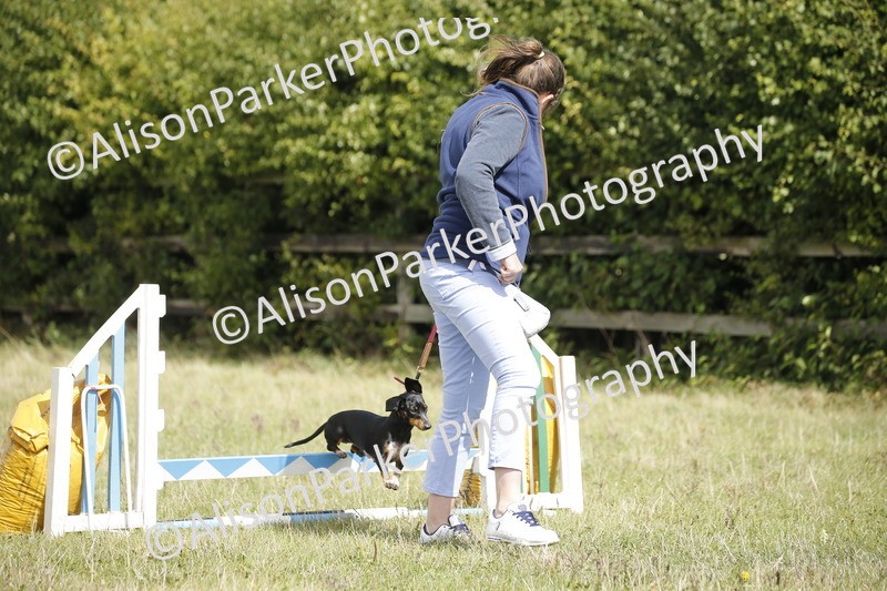 20250831-3840 - Dog Show