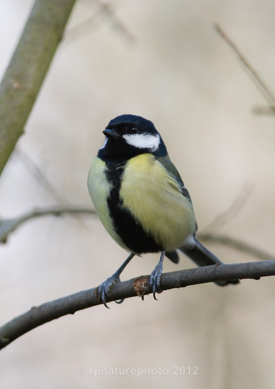 Great Tit - Parus major RPNP0085 - Birds