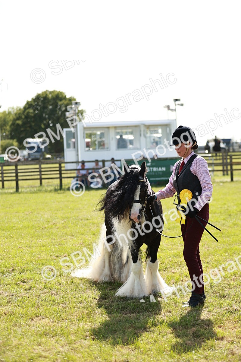SBM_08920 - Class 63-65 - Traditional Gypsy Cobs In Hand & Ridden