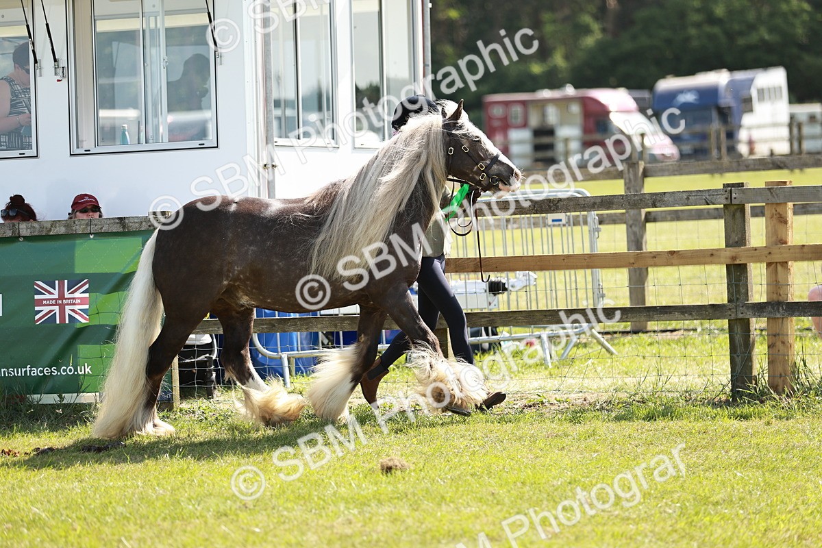 SBM_08958 - Class 63-65 - Traditional Gypsy Cobs In Hand & Ridden