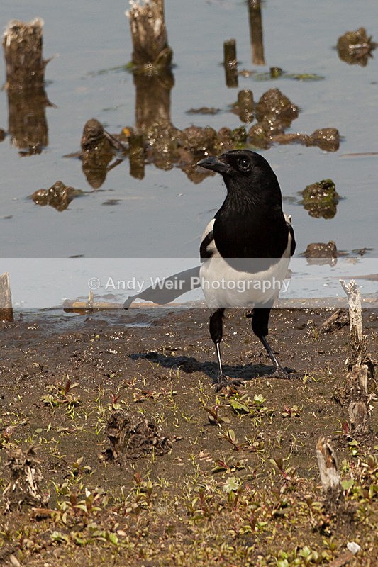 20130526-_MG_3519 - Corvids