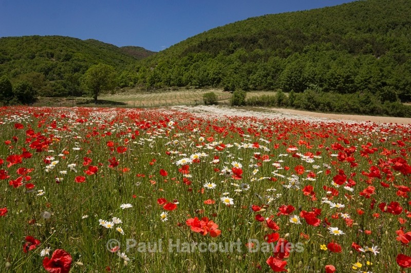 Field poppies (Papaver rhoeas), chamomile ( Anthemis arvensis) and other weeds of cultivation - Flowers in the Landscape - 1