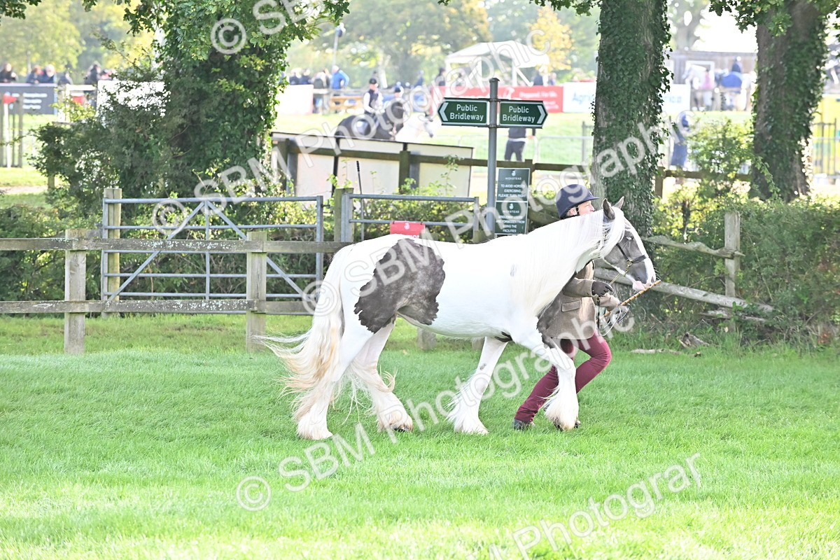 SBM_55341 - S44 - Youngstock In Hand