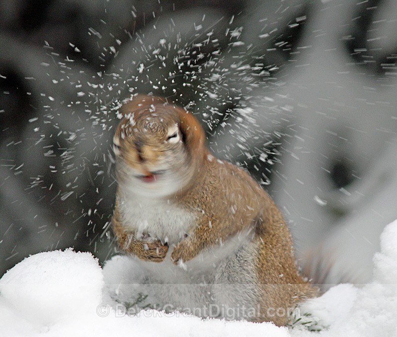 The Blizzard